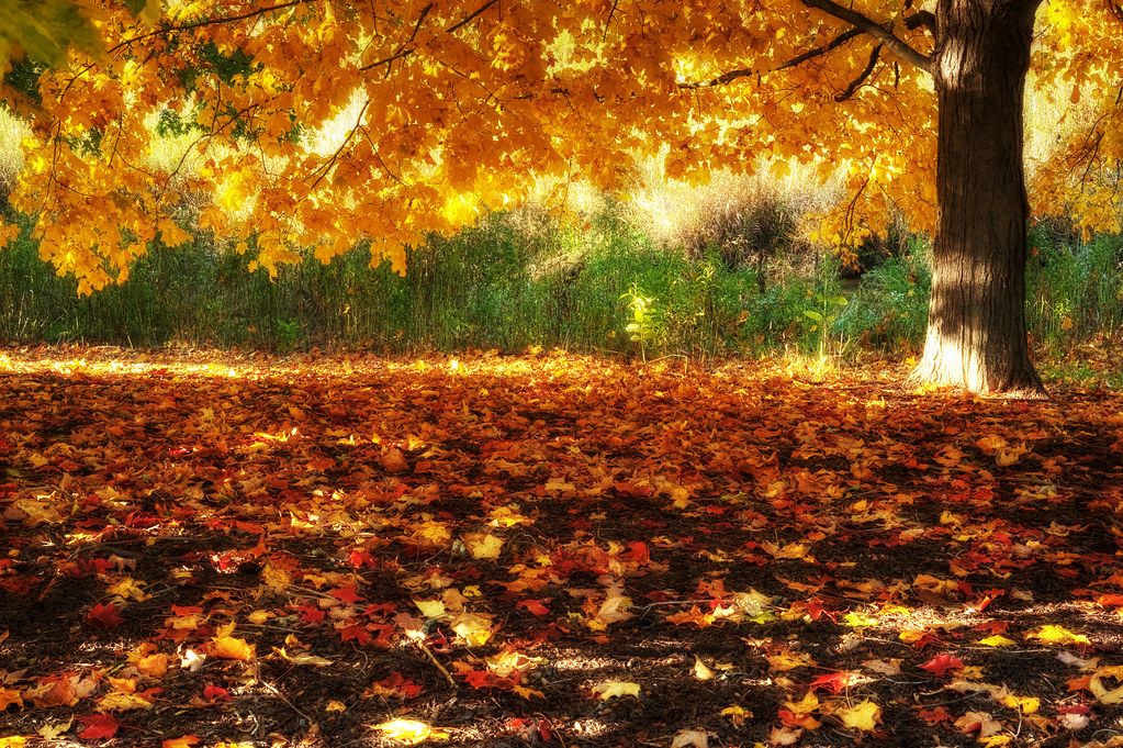 Unleashing the Zen of Autumn: Stress-Busters for the Fall Season