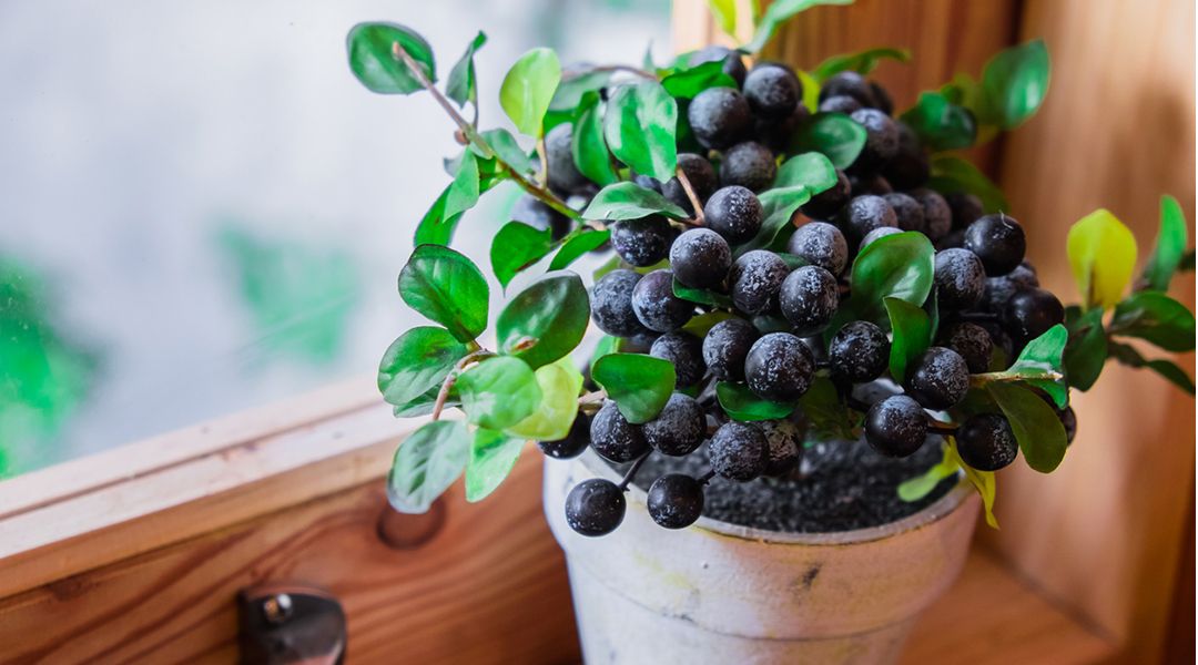 Blueberries: Superfood or Super-Hyped?