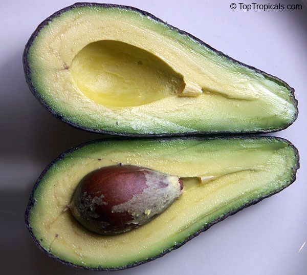 Avocados: The Green Bullet for Health & Fitness