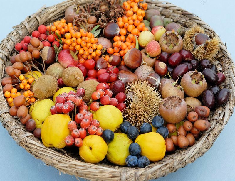 Devour Autumn with Gusto: The Delectable Seasonal Fruits Edition