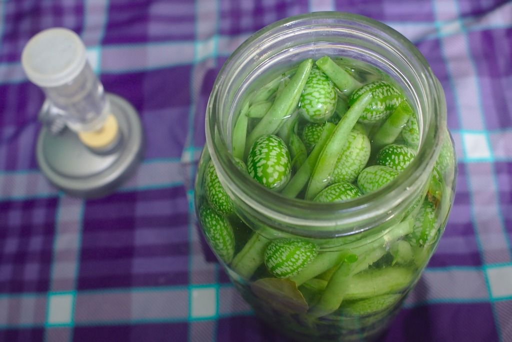 Unmasking the Bellyboosters: The Unadulterated Truth About Fermented Foods