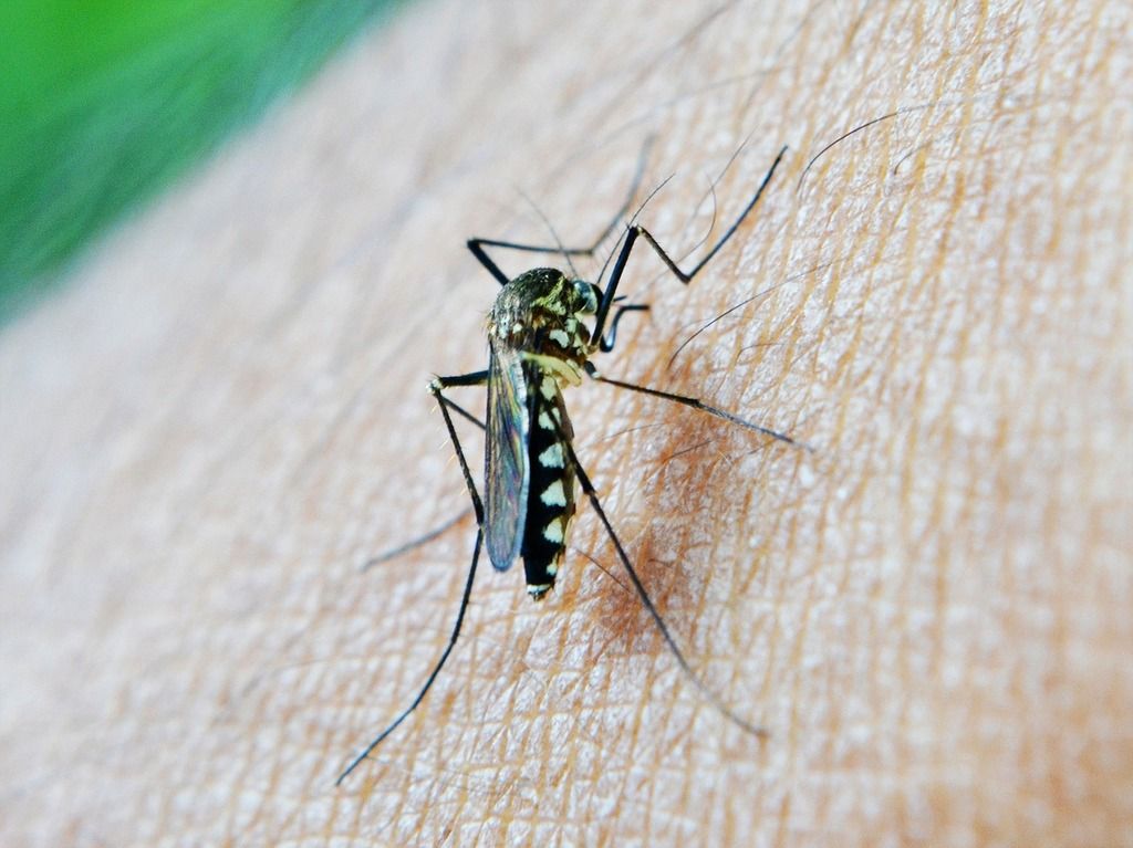 Surviving the Sting: Your At-home Guide to Bug Bites
