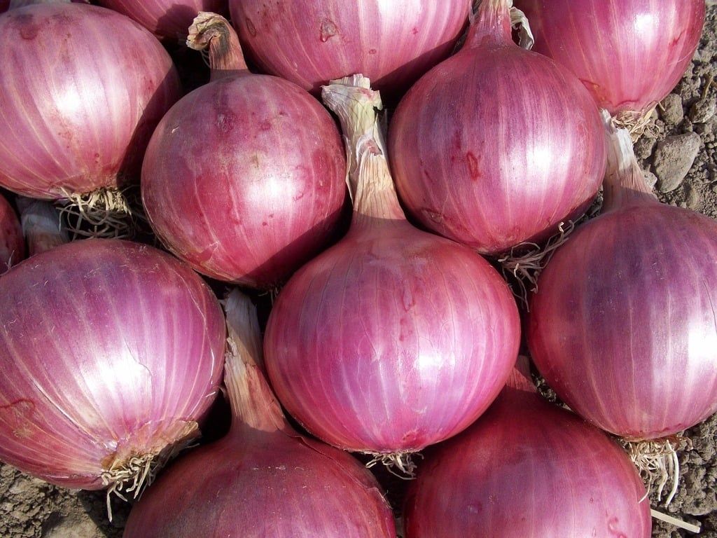 The Pervasive Power of Onions: Your Secret Health Weapon
