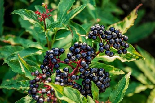 The Deliciously Dark Side of Elderberries: Friend or Foe