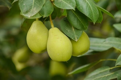 Overrated Pears & Other Great Fiber Sources Worth Noting