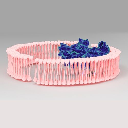 "Decoding the Cholesterol Conundrum: What to Snack on and What to Sidestep"